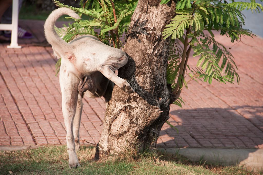 Witte hond plast tegen boom