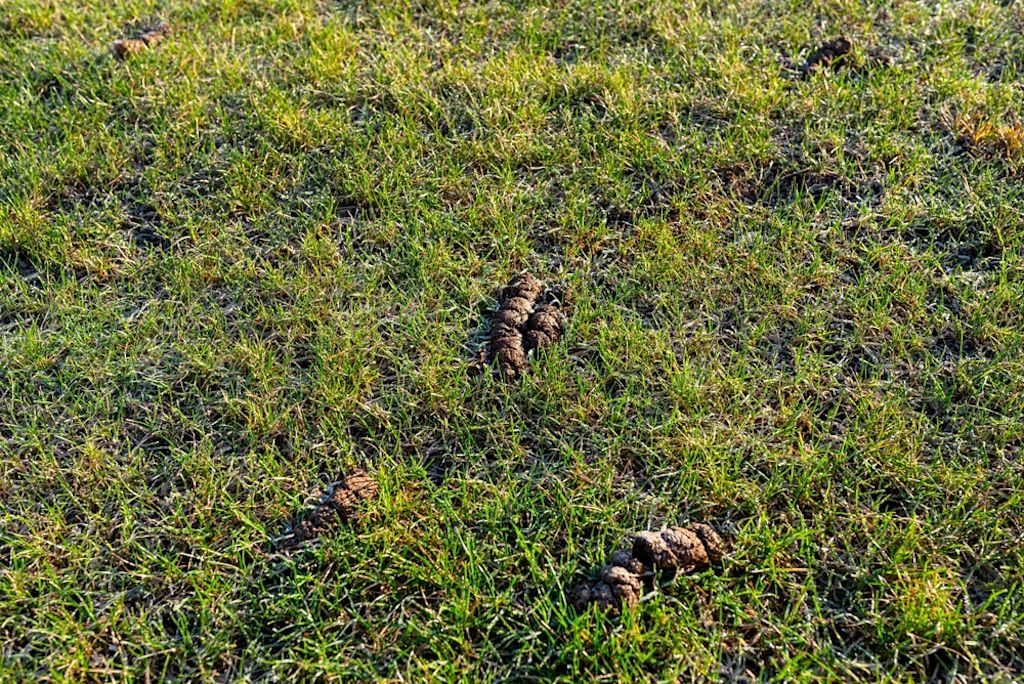 Hondenpoep in een tuin