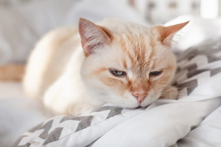 Wat kun je doen tegen hyperthyreoïdie bij katten?