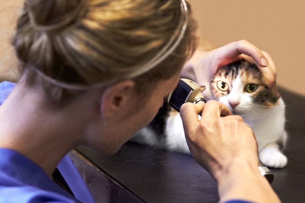 Dierenarts kijkt in oog van kat