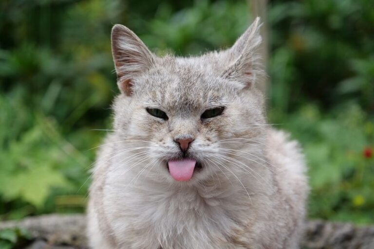 Wat moet je als je kat slechte adem heeft?
