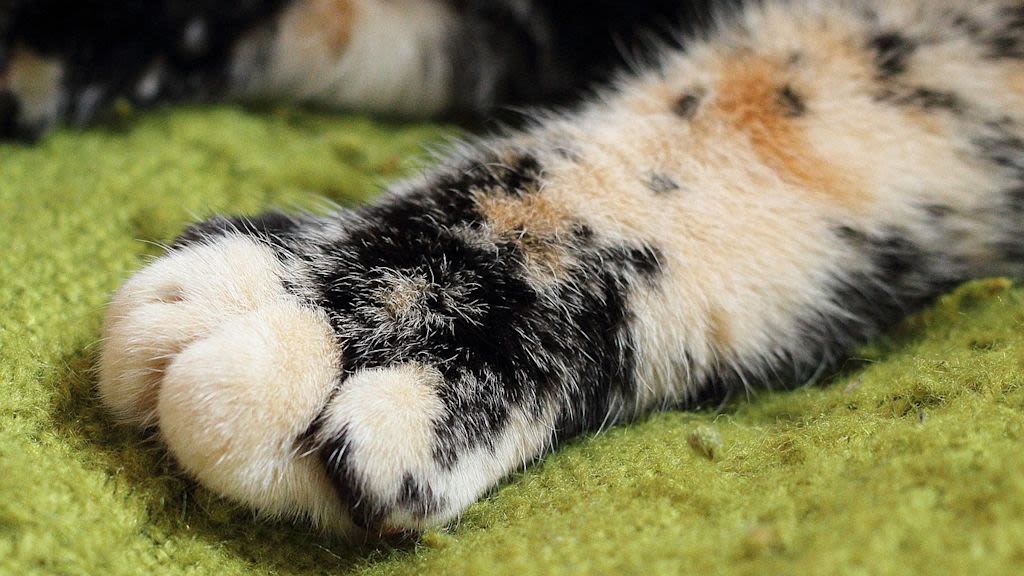 patte chat1