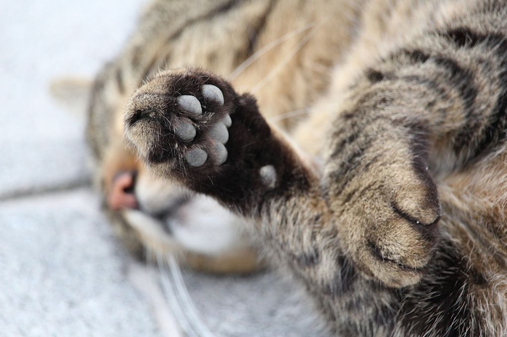 patte chat