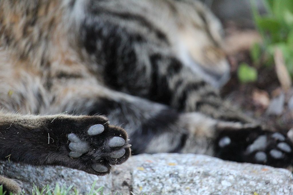 4 patte chat
