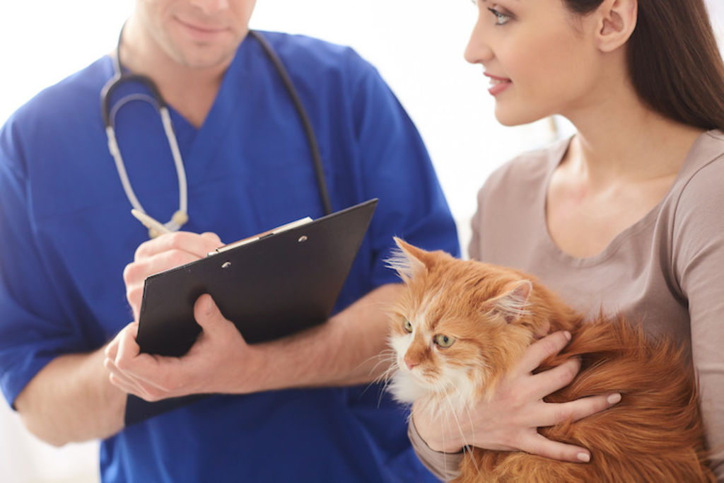 quel prix sterilisation chat