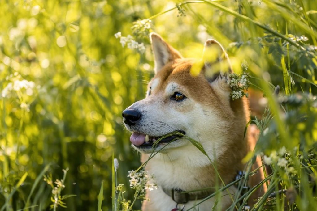 chien shiba dans l'herbe