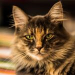 Siberische kat kijkt in camera