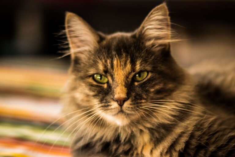 Siberische kat