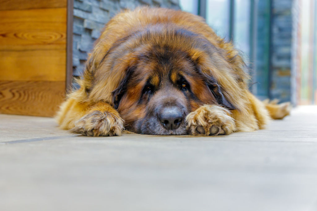symptomes_torsion_d_estomac_chez_le_chien