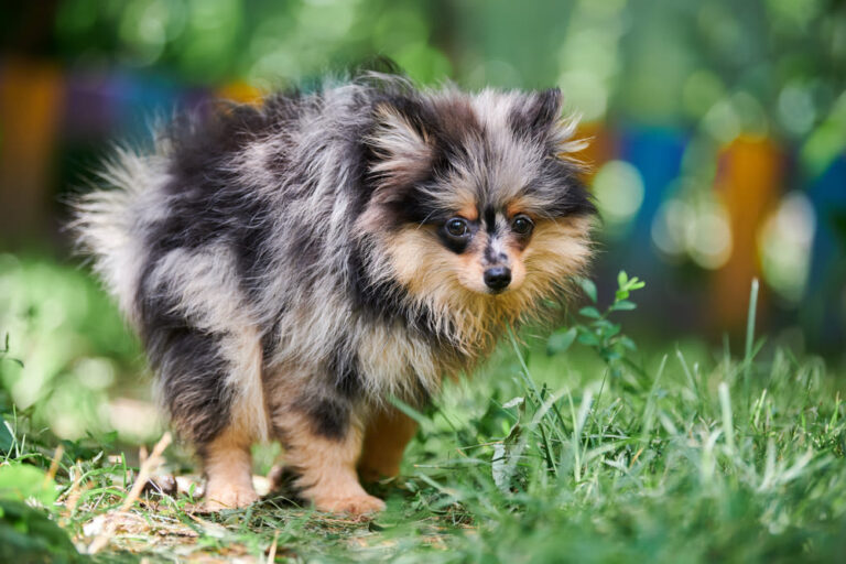 Wat moet je doen als je hond last heeft van constipatie?