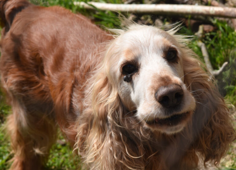 Wat moet je doen als je hond een wrat heeft?