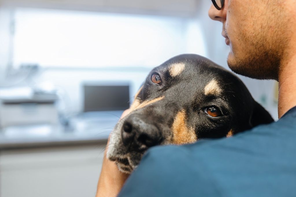 Dierenarts knuffelt hond