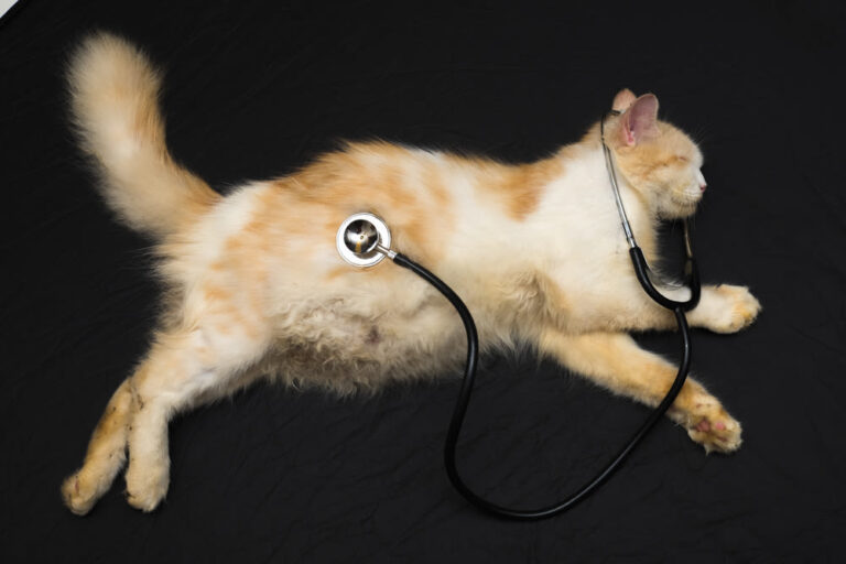 Wat te doen bij een zwangerschap van je kat?
