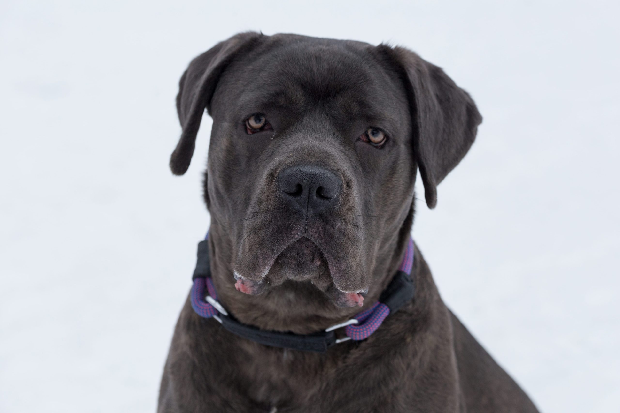 Cane Corso