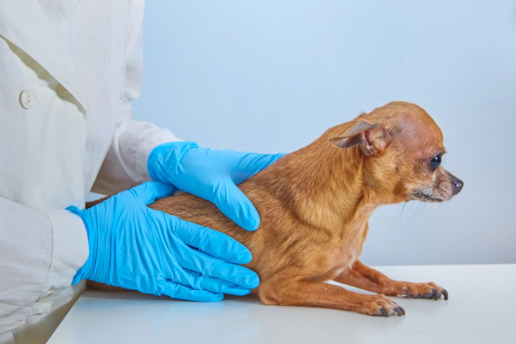 Dierenarts onderzoekt Chihuahua