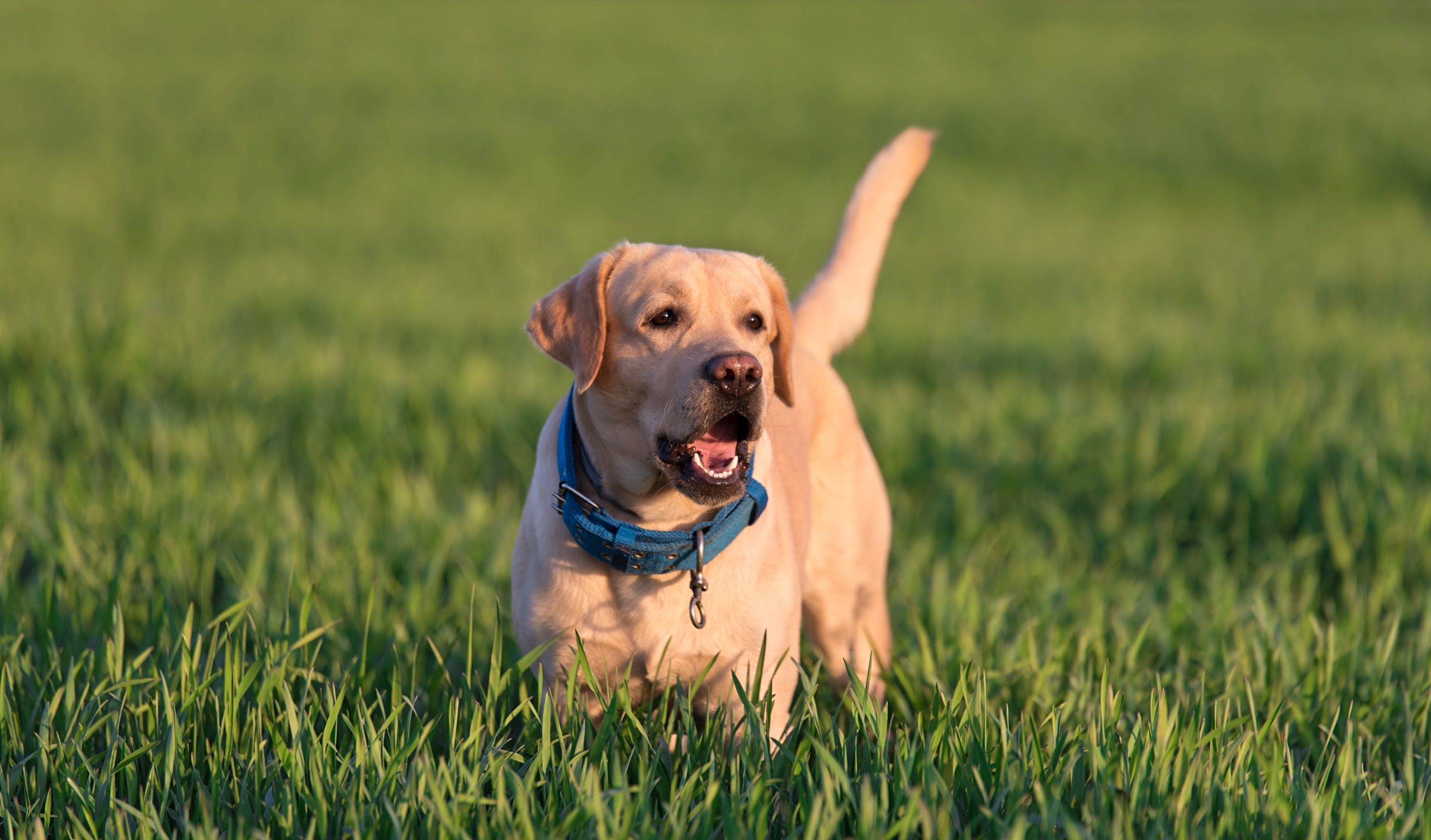 Labrador Retriever