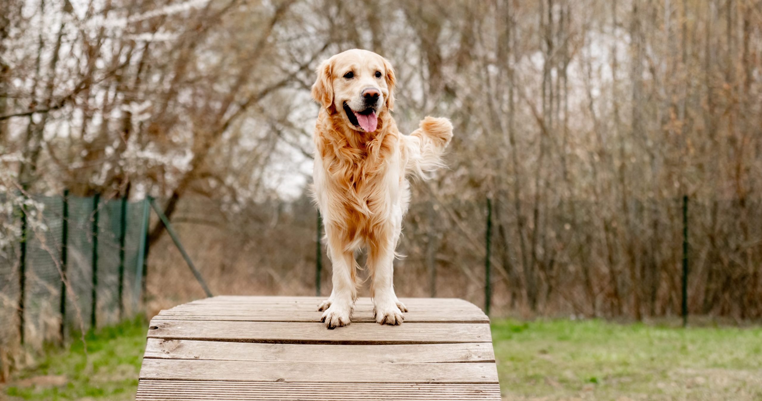 Golden retriever