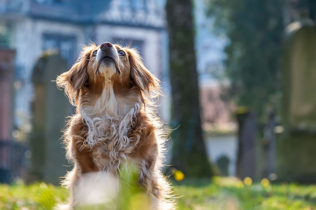 Rode hond kijkt omhoog