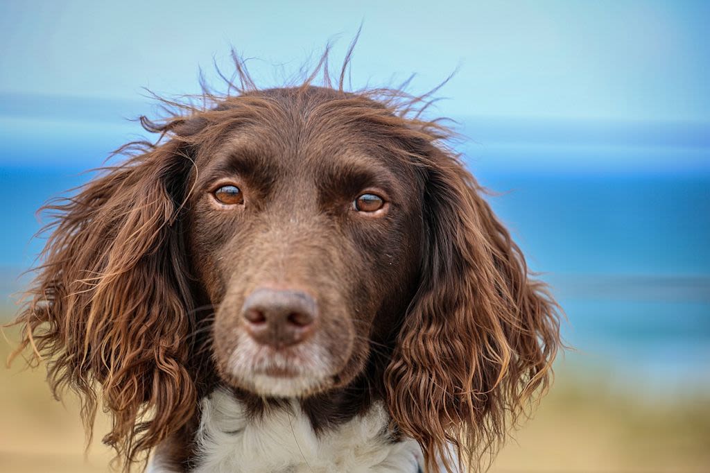 Bruine hond kijkt in de camera