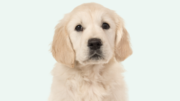 IMG_9387_dog_chien
