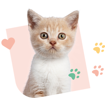 Kitty Visual Pink Offre Chaton