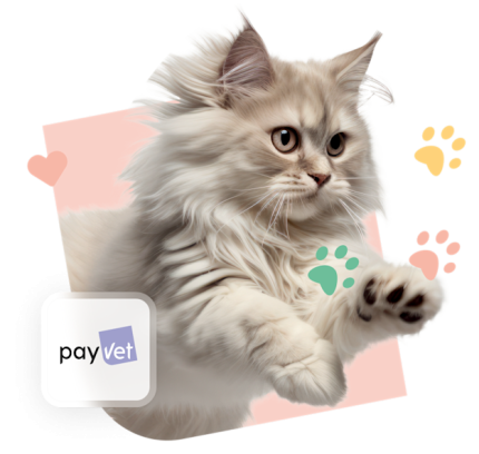 Payvet Chat ChatsDuMonde Rose 1 