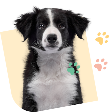 Visuel Chiot SEO 1 Yellow 1 