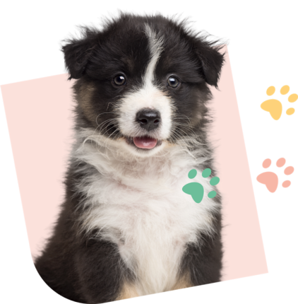 Visuel Chiot SEO 2