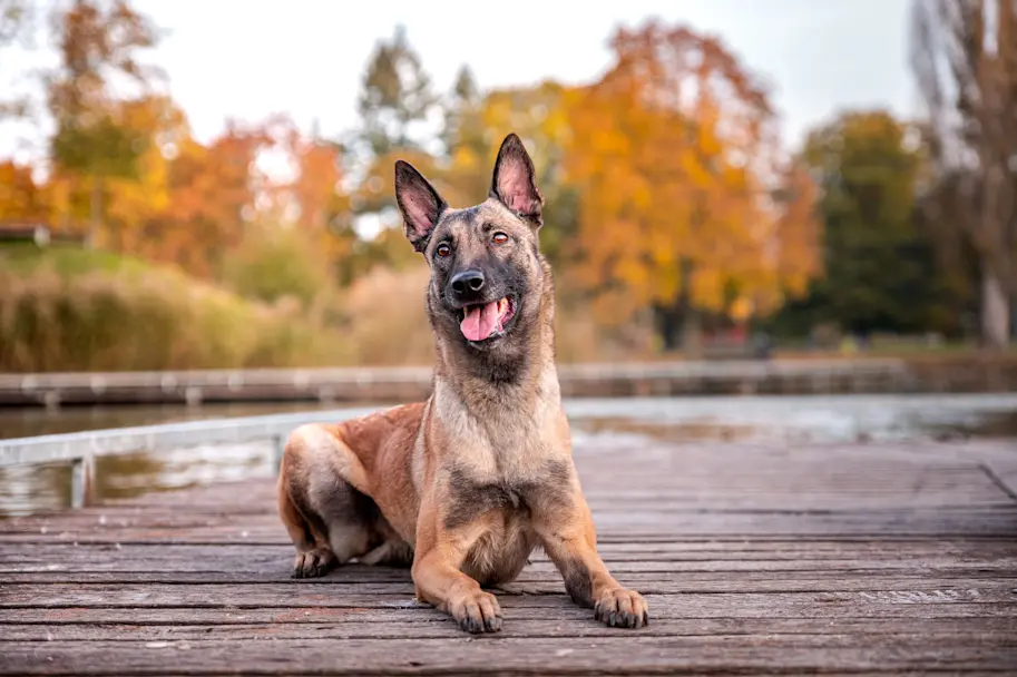 Belgische herder