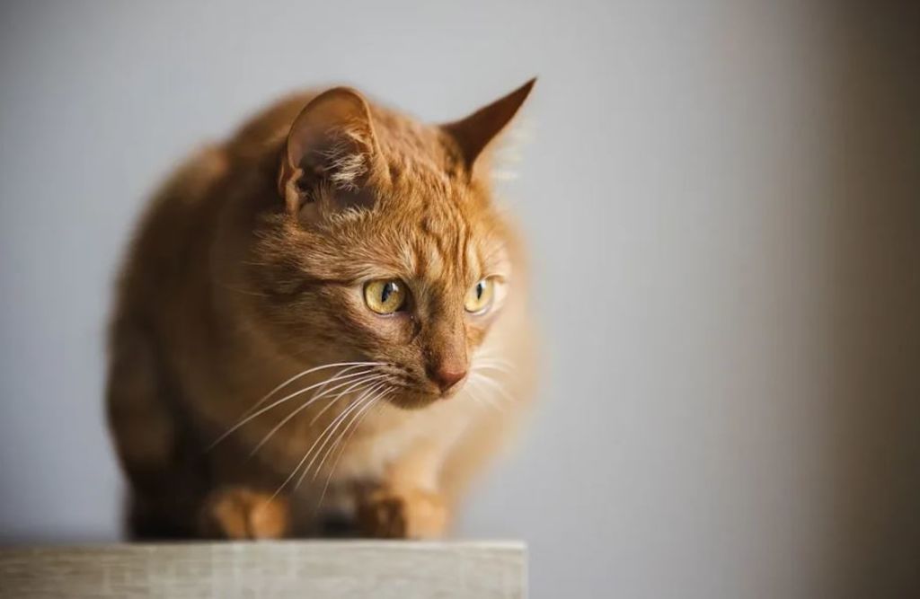 chat roux.webp-1