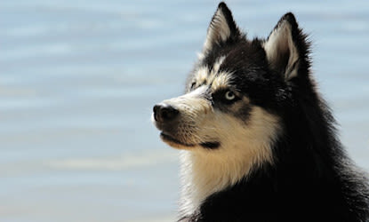 Hoe gevaarlijk is koorts voor je hond?