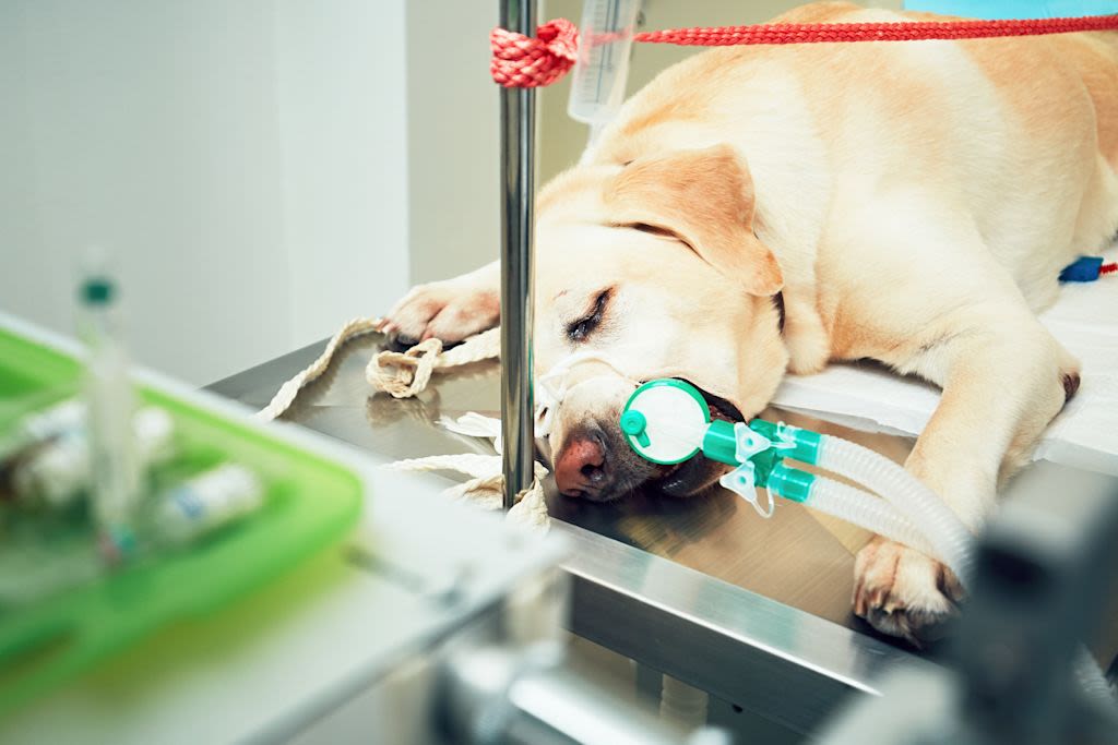 Labrador wordt behandeld