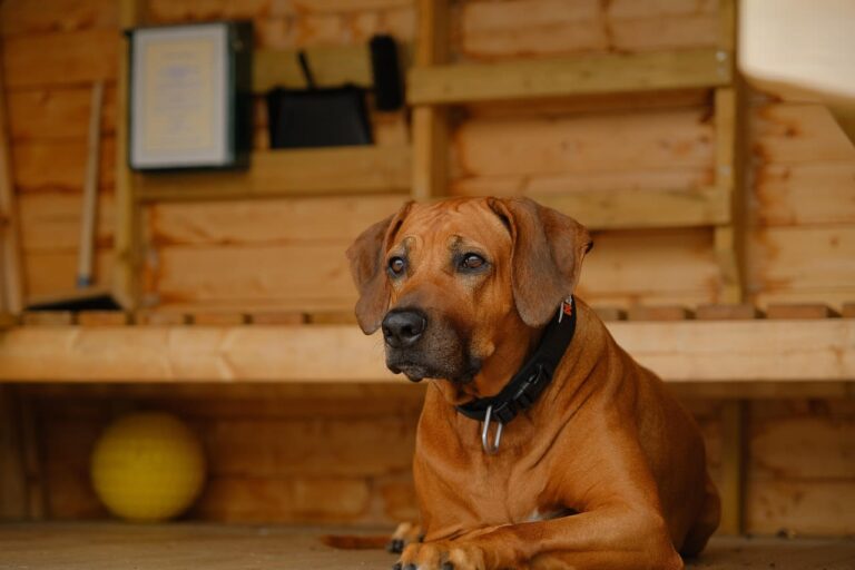 Reconnaître et soigner la balano posthite chez le chien