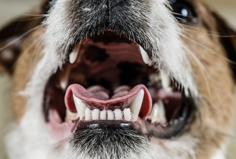 La mâchoire du chien : questions réponses