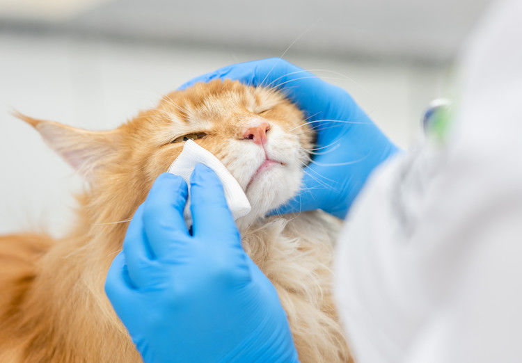 Wat kun je doen tegen een oogontsteking bij je kat?