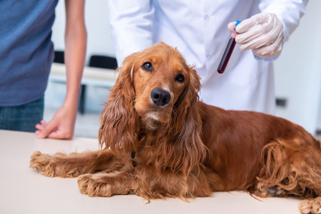 examen Insuffisance renale chien
