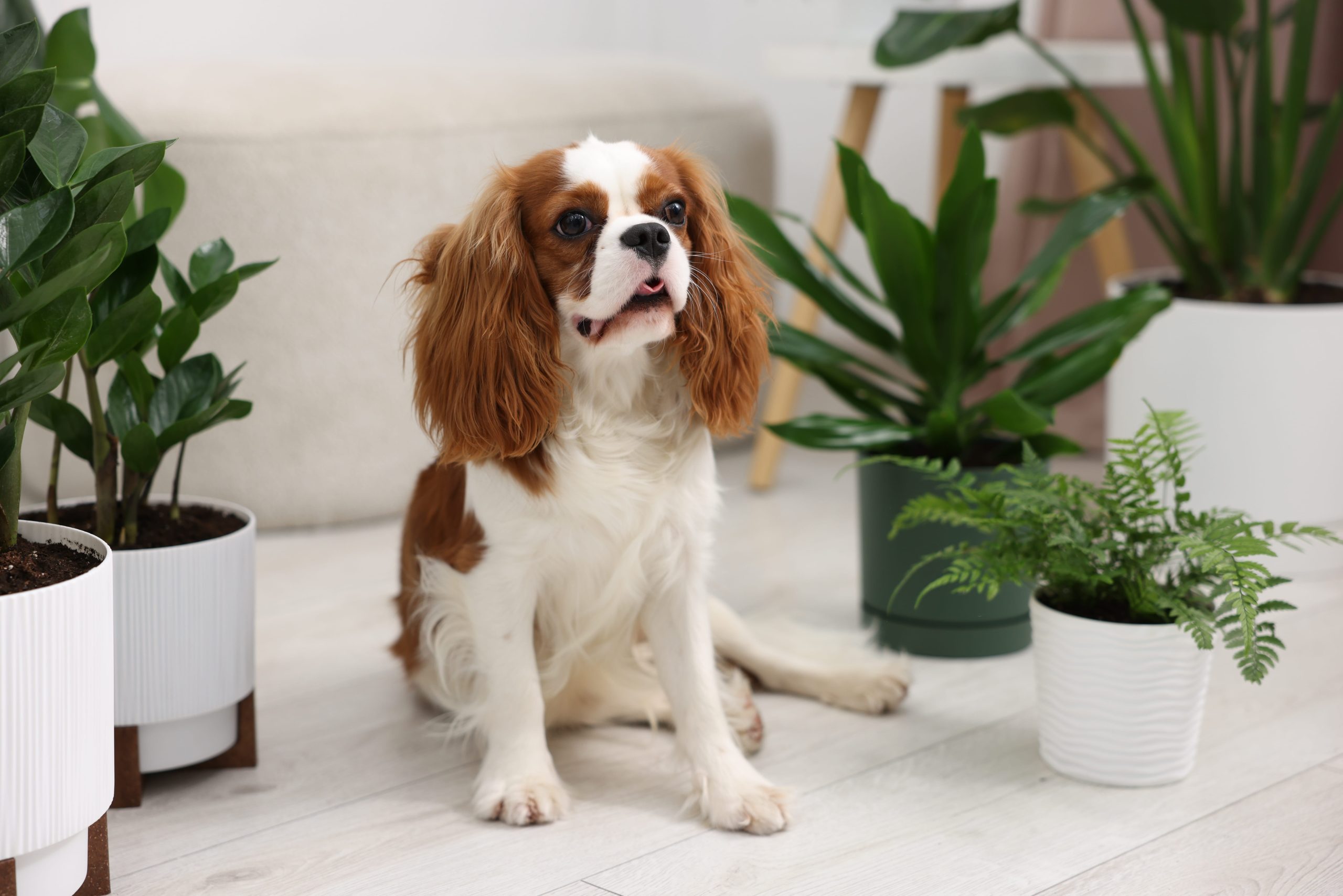 Cavalier King Charles