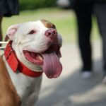 Pitbull aan riem