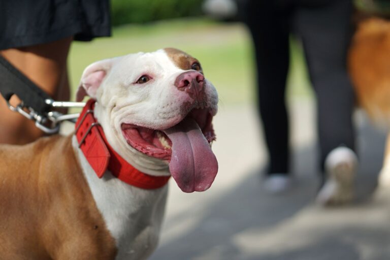 Pitbull
