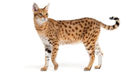 Savannah kat