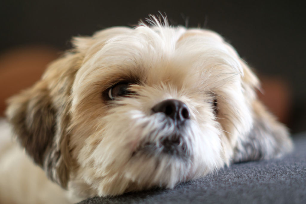 shih tzu Insuffisance renale chien