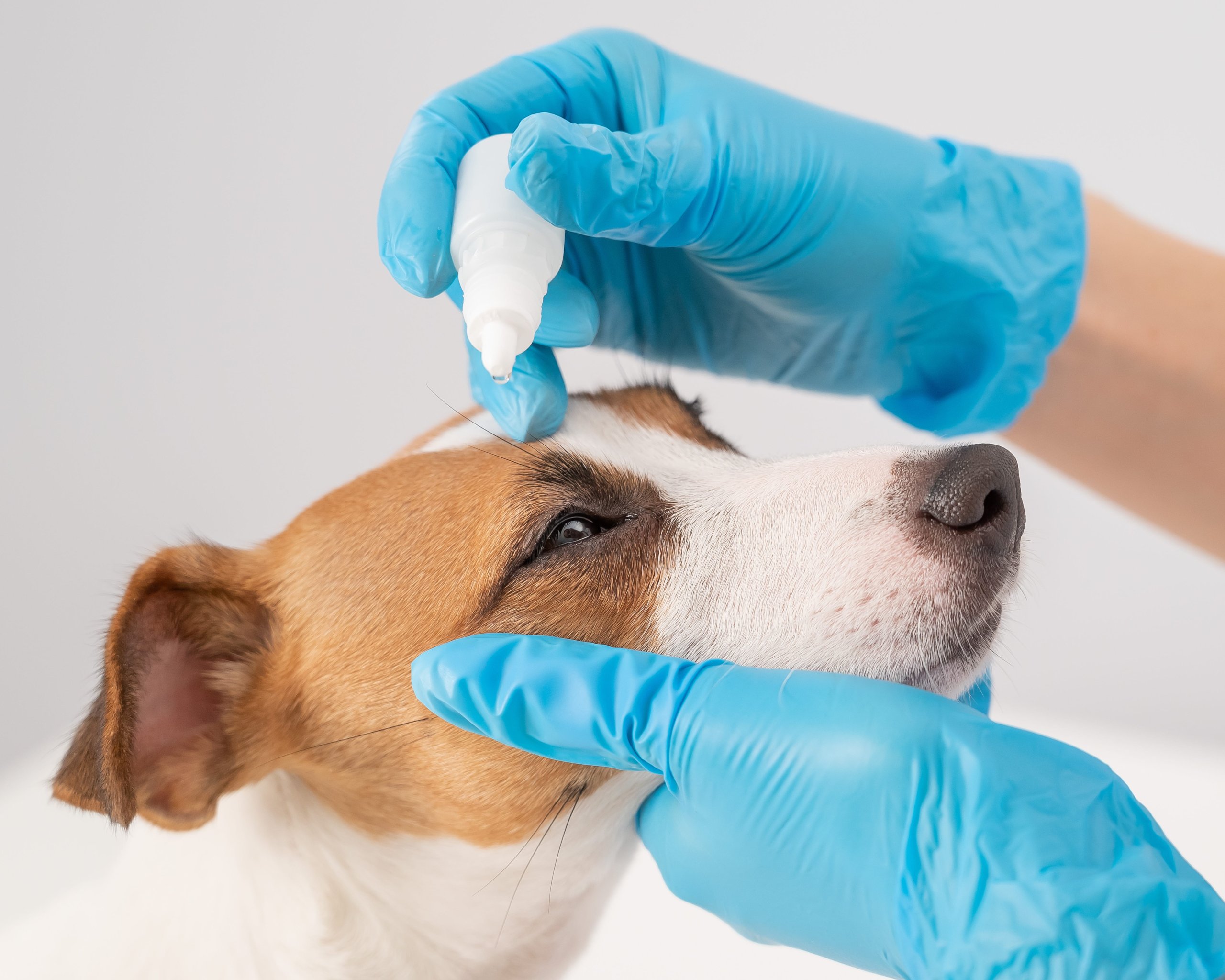 Preventie bij honden