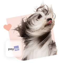 Payvet Icon Home