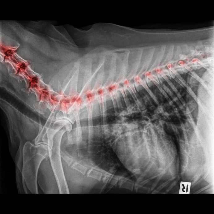 Artrose bij honden