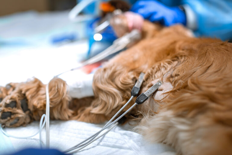 Opération des ligaments croisés chez le chien : déroulement et prix