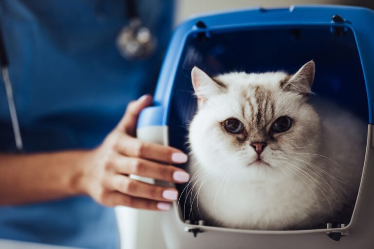Alles wat je moet weten over narcose bij je kat