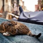 Chat qui maigrit : pourquoi et que faire ?