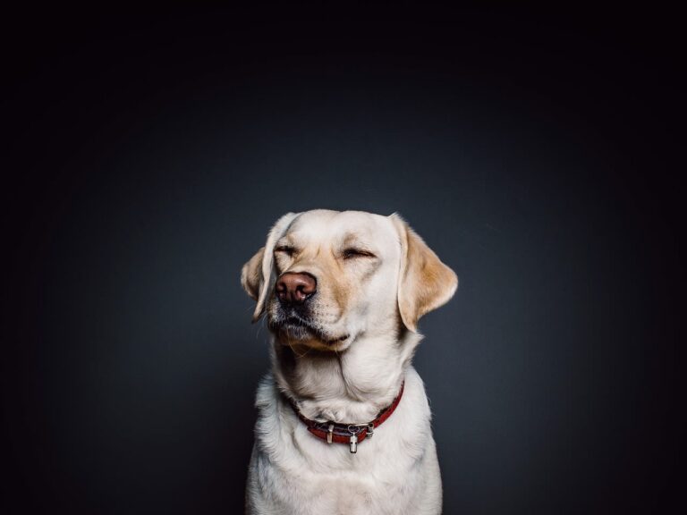 Antihistaminica voor de hond