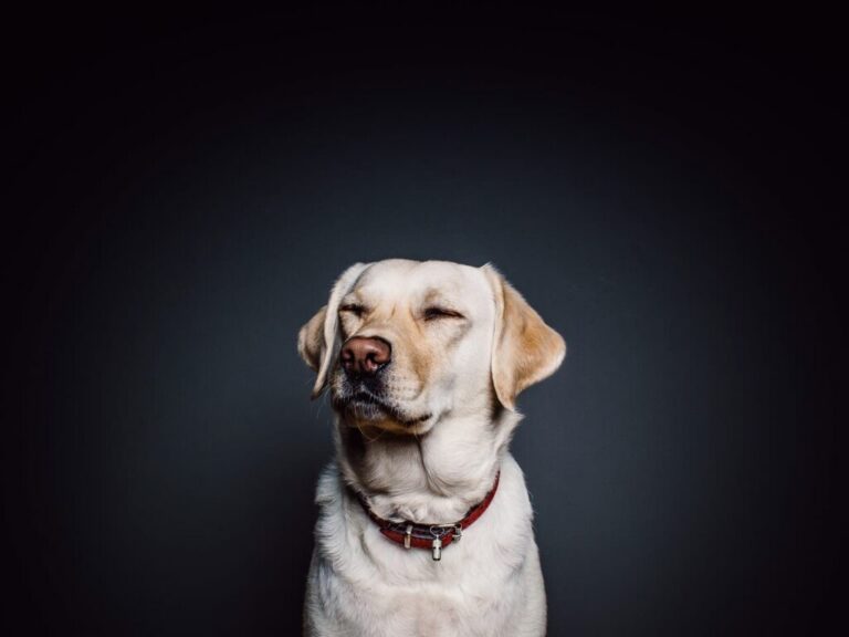 Qu&rsquo;est-ce qu&rsquo;un antihistaminique pour chien ?