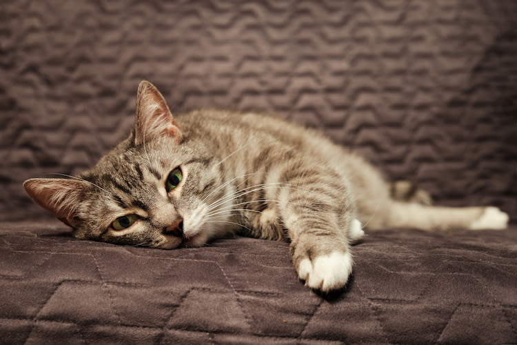 FIP bij de kat